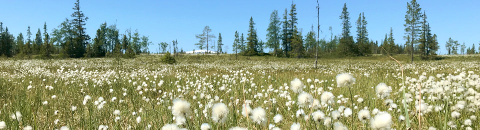 Galå Fjällgård panorama