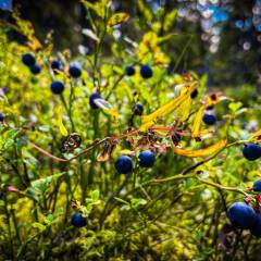 Es sieht nach einem guten Blaubeeren-Jahr aus