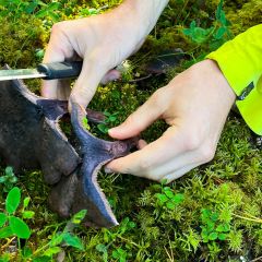 De paars stekelzwam (lilaköttig taggsvamp) is zeer zeldzaam